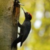 Datel cerny - Dryocopus martius - Black Woodpecker 8353